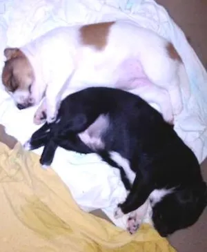 Cachorro raça mestiço idade Abaixo de 2 meses nome filhotes