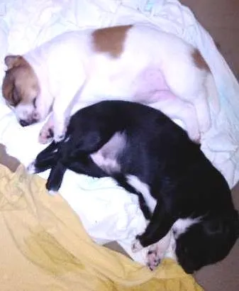 Cachorro ra a mestiço idade Abaixo de 2 meses nome filhotes