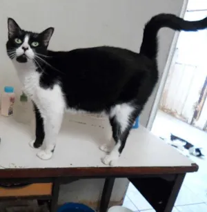 Gato raça srd idade 4 anos nome Branca/Minie