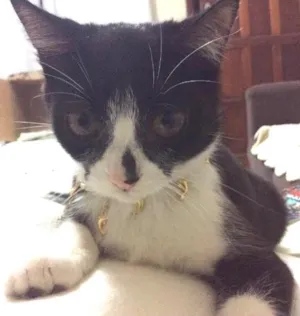 Gato raça  idade 2 a 6 meses nome Teteca