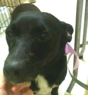 Cachorro raça srd idade 1 ano nome Isabel