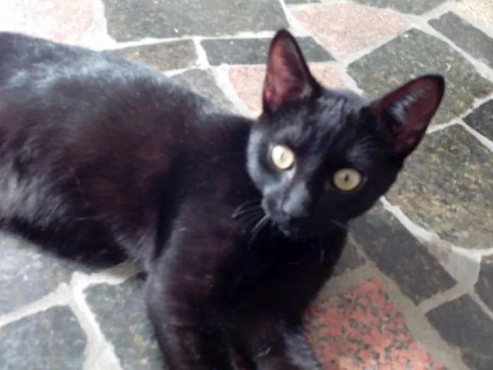 Gato ra a srd idade 2 a 6 meses nome sem nomes