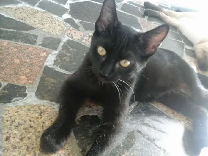 Gato ra a srd idade 2 a 6 meses nome sem nomes