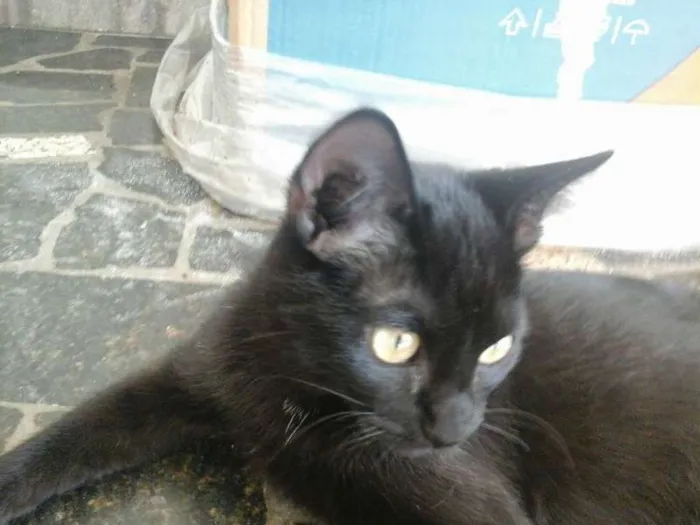 Gato ra a srd idade 2 a 6 meses nome sem nomes