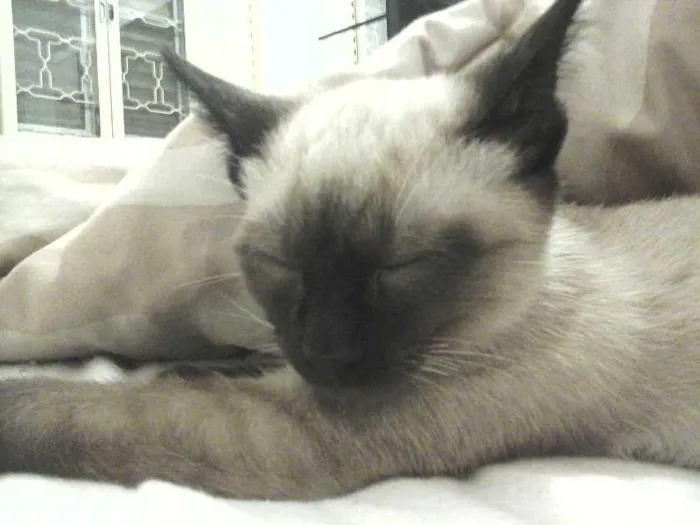 Gato ra a srd idade 2 a 6 meses nome sem nomes