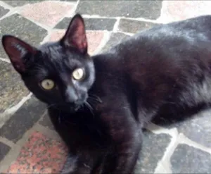 Gato raça srd idade 2 a 6 meses nome sem nomes