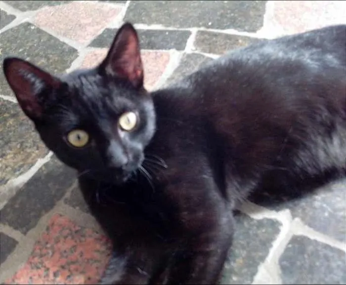 Gato ra a srd idade 2 a 6 meses nome sem nomes