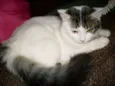 Kiara