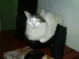 Kiara