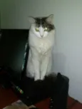 Kiara