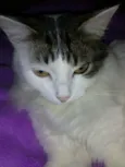 Kiara