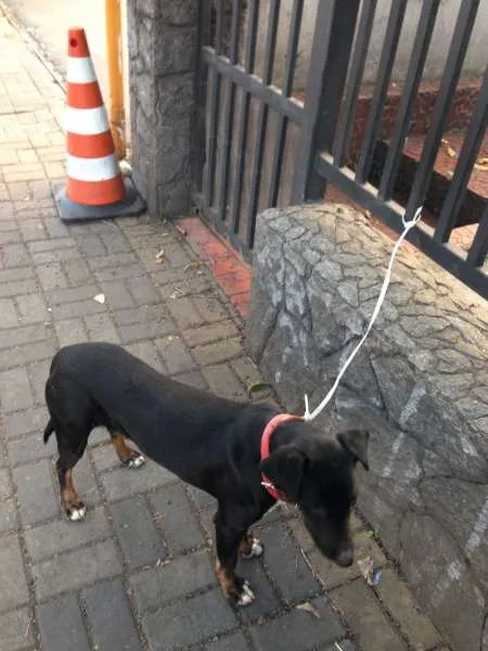 Cachorro ra a Mix Bull terrier idade 7 a 11 meses nome Perola
