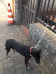Perola