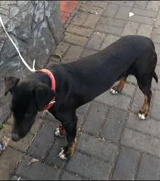 Cachorro ra a Mix Bull terrier idade 7 a 11 meses nome Perola