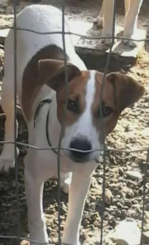 Cachorro raça SRD idade 7 a 11 meses nome Valente e Corajoso