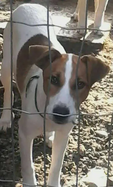 Cachorro ra a SRD idade 7 a 11 meses nome Valente e Corajoso