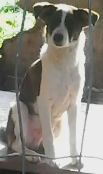 Cachorro ra a SRD idade 7 a 11 meses nome Valente e Corajoso