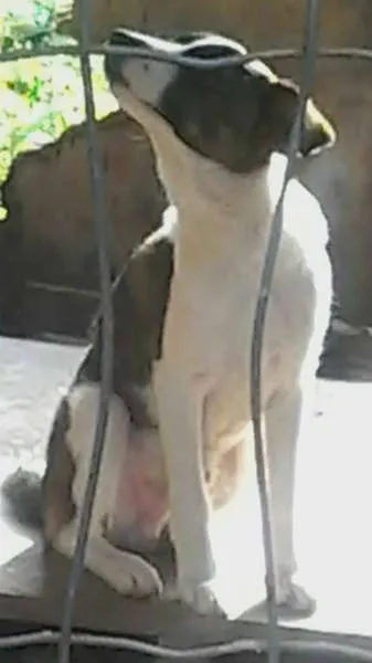 Cachorro ra a SRD idade 7 a 11 meses nome Valente e Corajoso