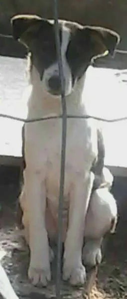 Cachorro ra a SRD idade 7 a 11 meses nome Valente e Corajoso