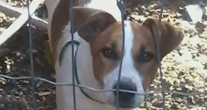 Cachorro ra a SRD idade 7 a 11 meses nome Valente e Corajoso