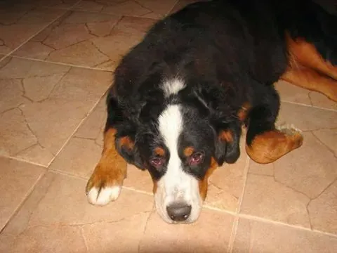 Cachorro ra a bernese idade 6 ou mais anos nome JADE 