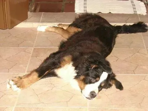 Cachorro ra a bernese idade 6 ou mais anos nome JADE 