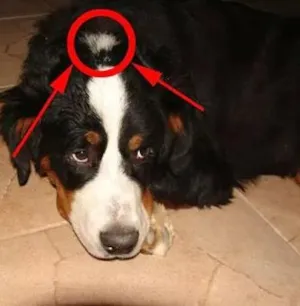 Cachorro raça bernese idade 6 ou mais anos nome JADE 