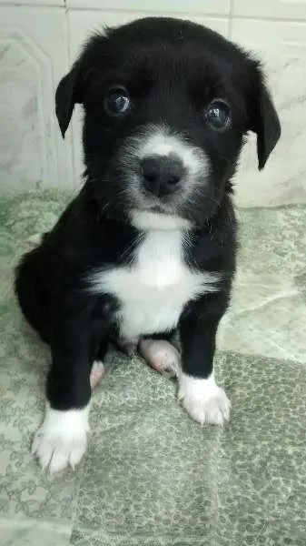 Cachorro ra a Viralata idade Abaixo de 2 meses nome Louis