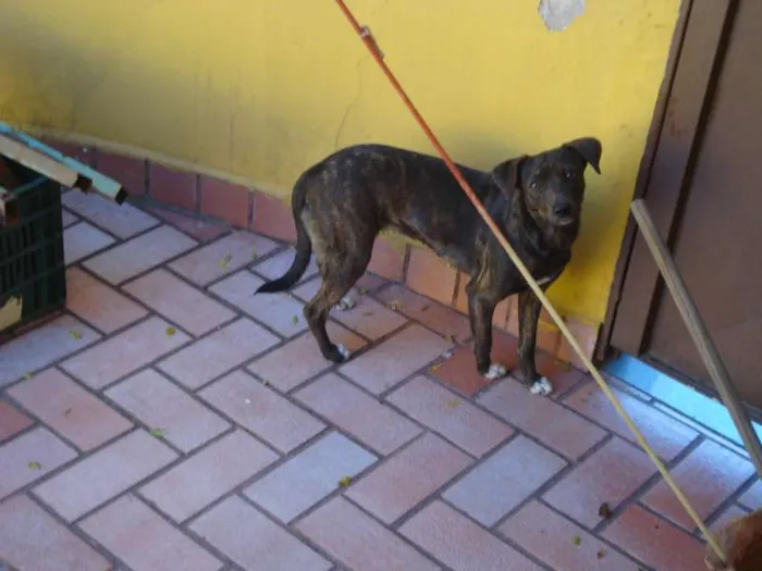 Cachorro ra a  idade  nome Sofia
