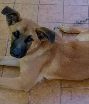 Cachorro ra a  idade 7 a 11 meses nome Bolota