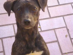 Cachorro raça  idade  nome Sofia