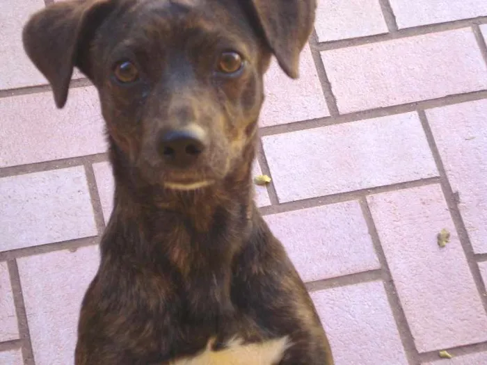 Cachorro ra a  idade  nome Sofia