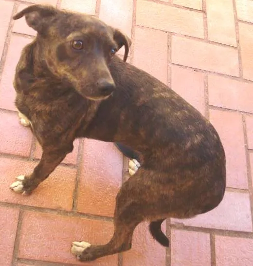Cachorro ra a  idade  nome Sofia