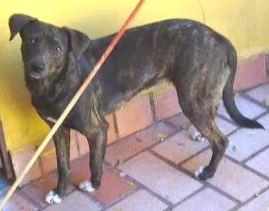 Cachorro ra a  idade  nome Sofia