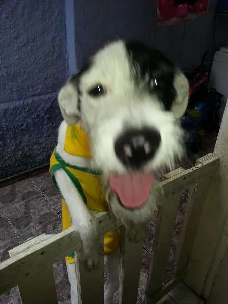 Cachorro ra a SRD idade 1 ano nome PIRATA