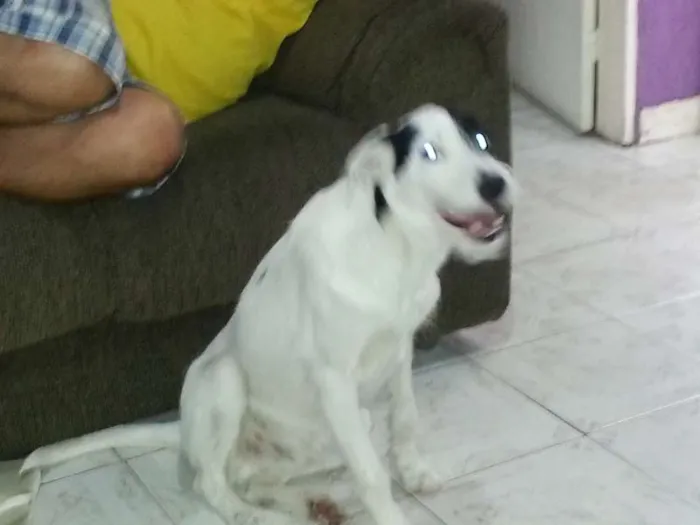 Cachorro ra a SRD idade 1 ano nome PIRATA