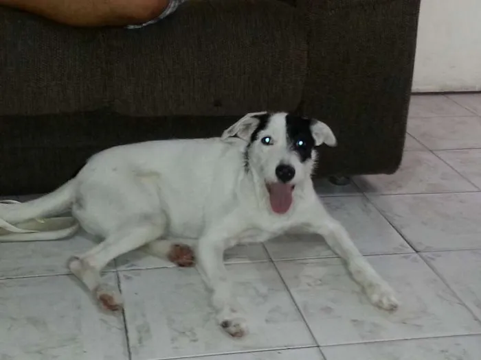 Cachorro ra a SRD idade 1 ano nome PIRATA