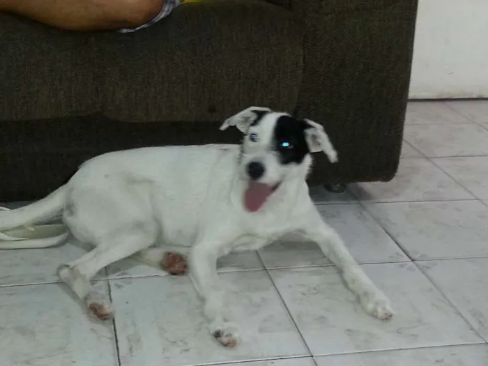 Cachorro ra a SRD idade 1 ano nome PIRATA