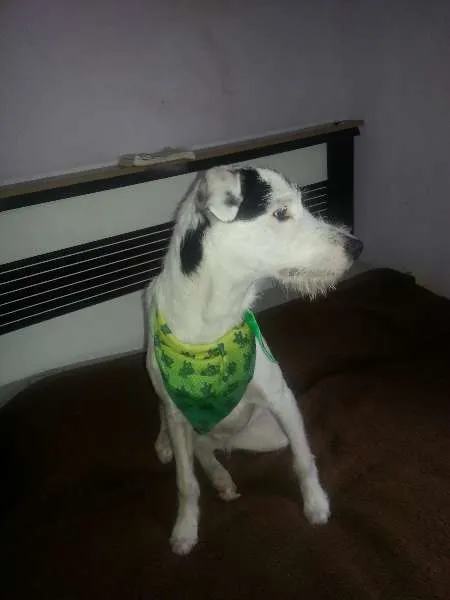 Cachorro ra a SRD idade 1 ano nome PIRATA