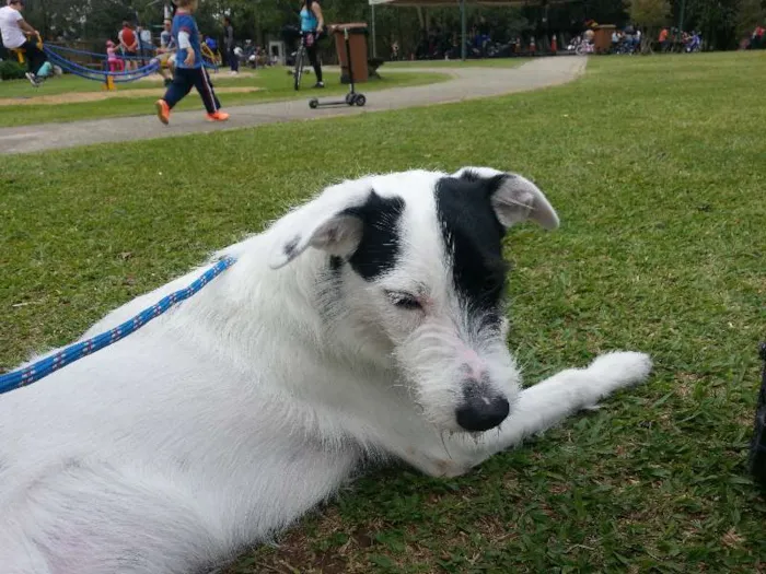 Cachorro ra a SRD idade 1 ano nome PIRATA