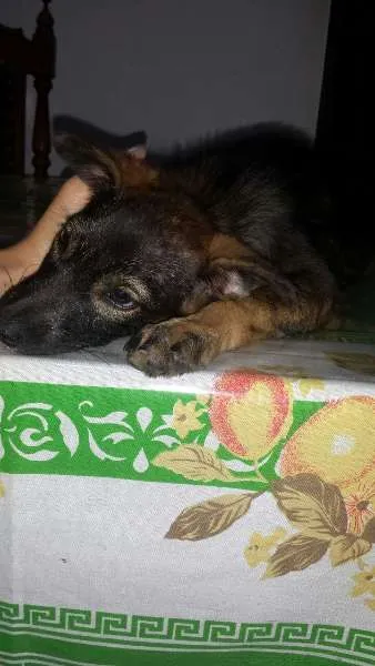 Cachorro ra a Nao sei idade Abaixo de 2 meses nome Lilo