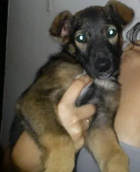 Cachorro raça Nao sei idade Abaixo de 2 meses nome Lilo