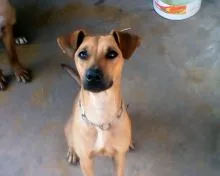 Cachorro raça SRD idade 1 ano nome QUEITY