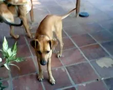 Cachorro ra a SRD idade 1 ano nome QUEITY