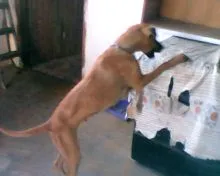Cachorro ra a SRD idade 1 ano nome QUEITY