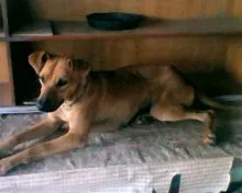 Cachorro ra a SRD idade 1 ano nome QUEITY