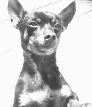 Cachorro ra a Pinscher idade 1 ano nome Foguinho GRATIFICA