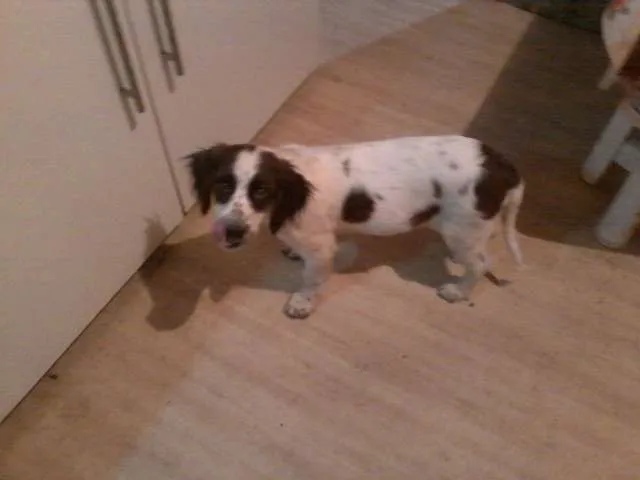 Cachorro ra a SRD idade 2 a 6 meses nome KIKA