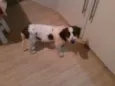 KIKA
