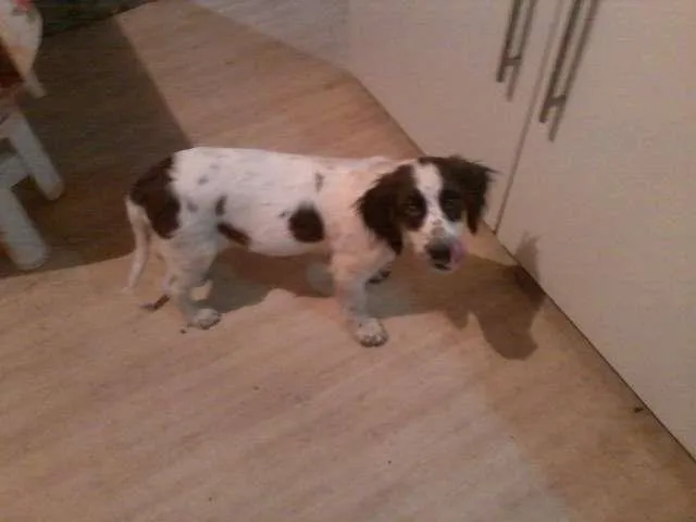 Cachorro ra a SRD idade 2 a 6 meses nome KIKA